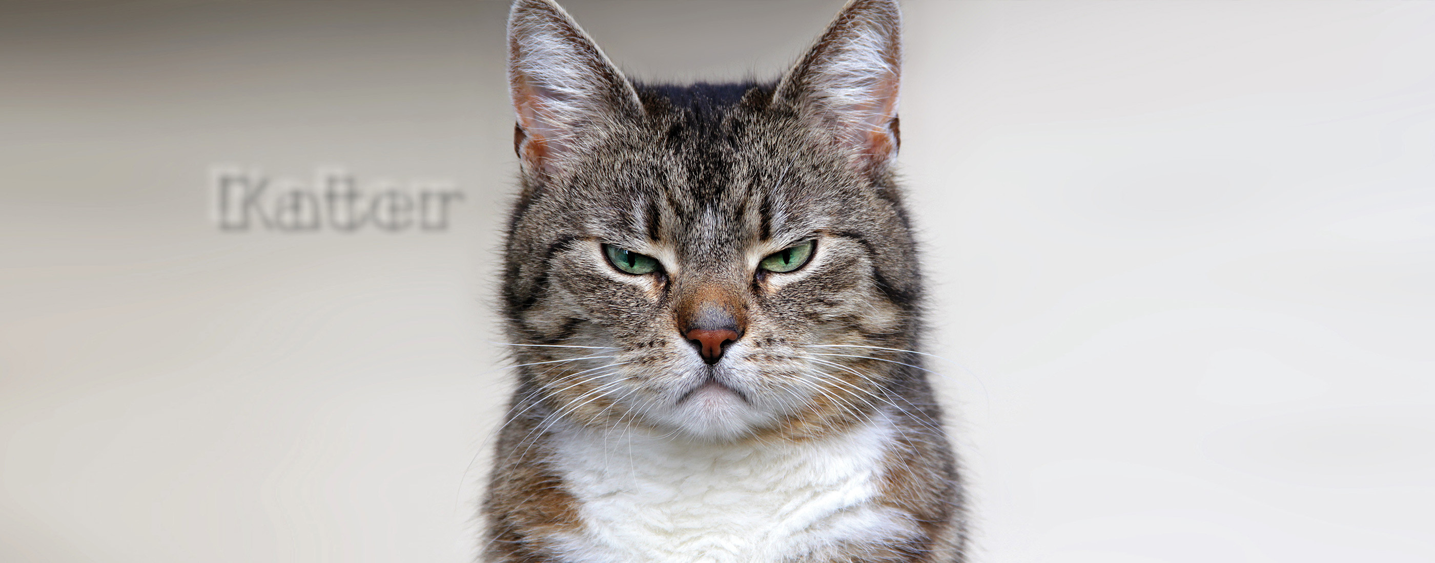 a_2_wochenplaner_sau_kater